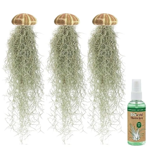 Vdvelde Jellyfish Set 3er Tillandsia Usneoides Luftpflanzen In Seeigeln