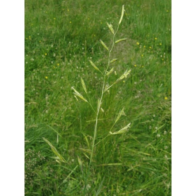 Wiesenschwingel Festuca Pratensis 25 Kg Pardus Grassamen Einzelgras