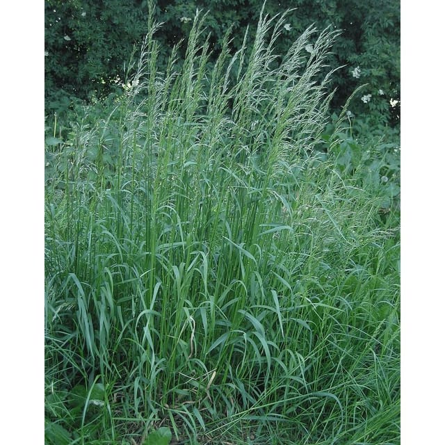 Glatthafer (arrhenatherum Elatius) 15 Kg Median
