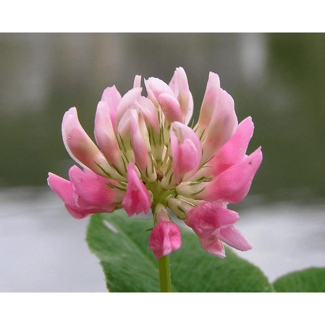 Freudenberger - Schwedenklee 25 Kg Bastardklee Trifolium Hybridum Einzelsaatgut Kleesamen