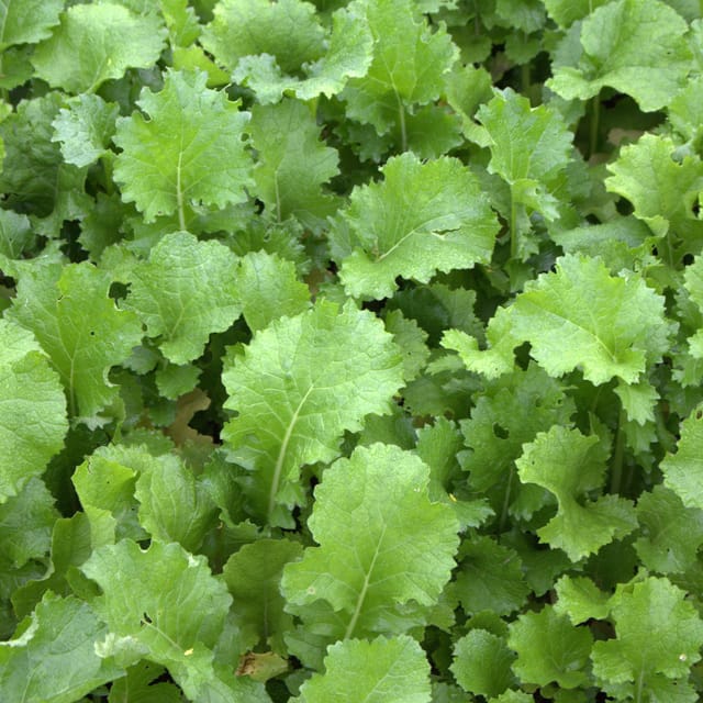 Freudenberger - Winterrübsen 25 Kg Brassica Rapa L. Silvestris Gründünger Futterbau Saat Finito
