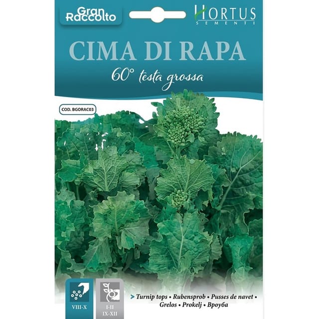 Cima Di Rapa 60 Testa Grossa - Große, Saftige Köpfe Für Vielseitige Gerichte