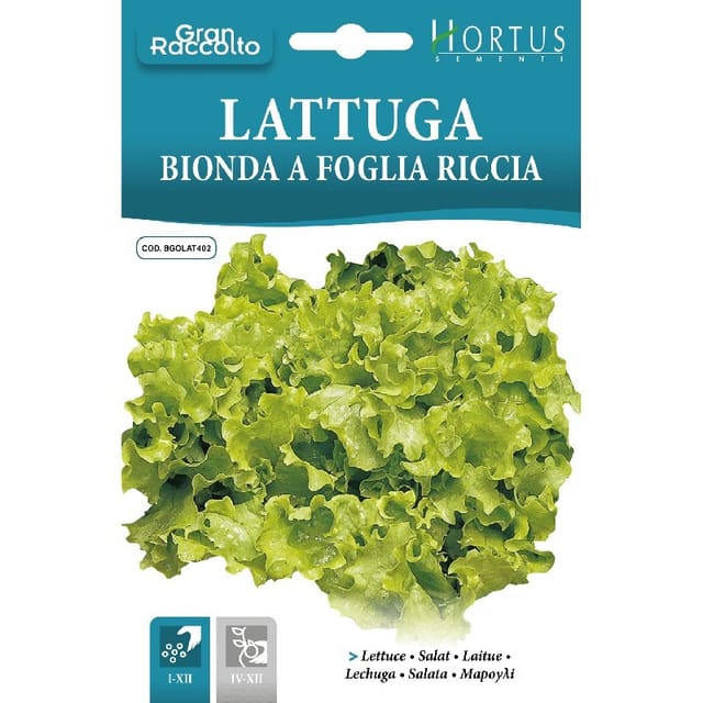 Lattuga Bionda Gran Raccolto - Knackige Blätter, Leicht Anzubauen