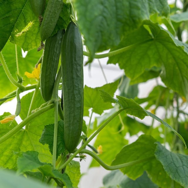 Grüner Langer Maraicher Gurke, Hohe Ernte