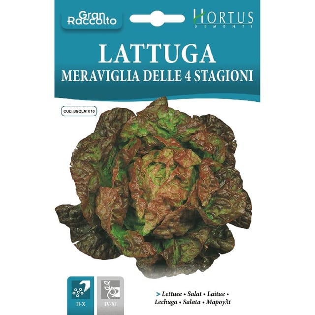 Lattuga Meraviglia Delle 4 Stagioni - Knackige Blätter, Ganzjähriger Ertrag