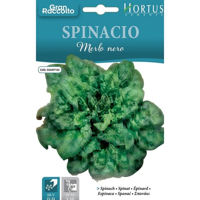 Spinacio Merlo Nero - Hochwertige Spinatpflanze Für Garten Und Topf
