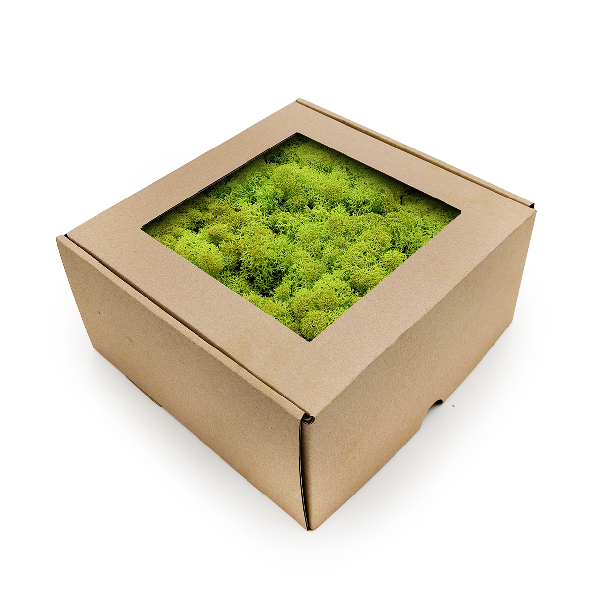 Rentierflechte – Norwegen – Frühlingsgrün, 50 G Netto