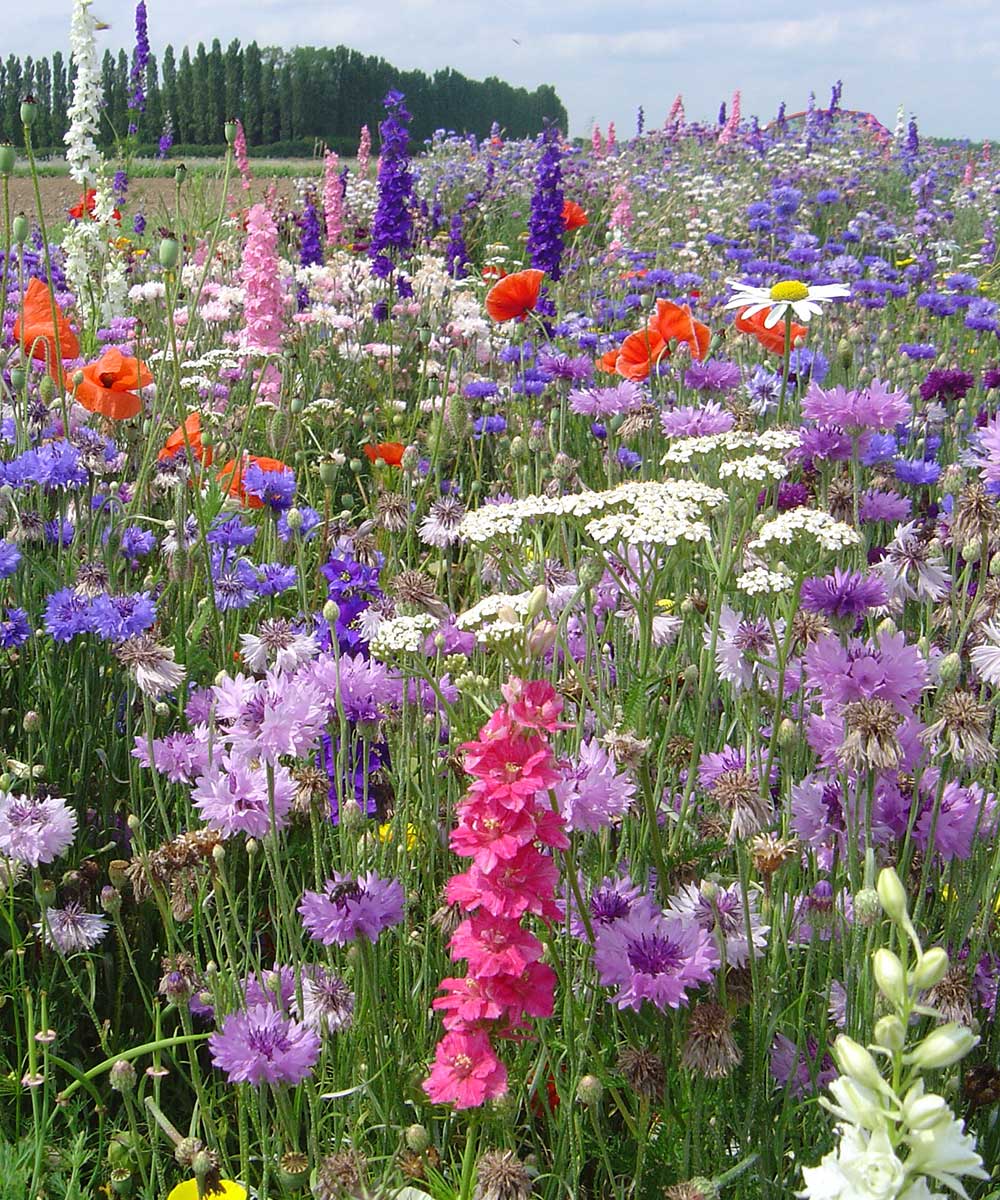 Gartenparadies für die Aussaat im Herbst