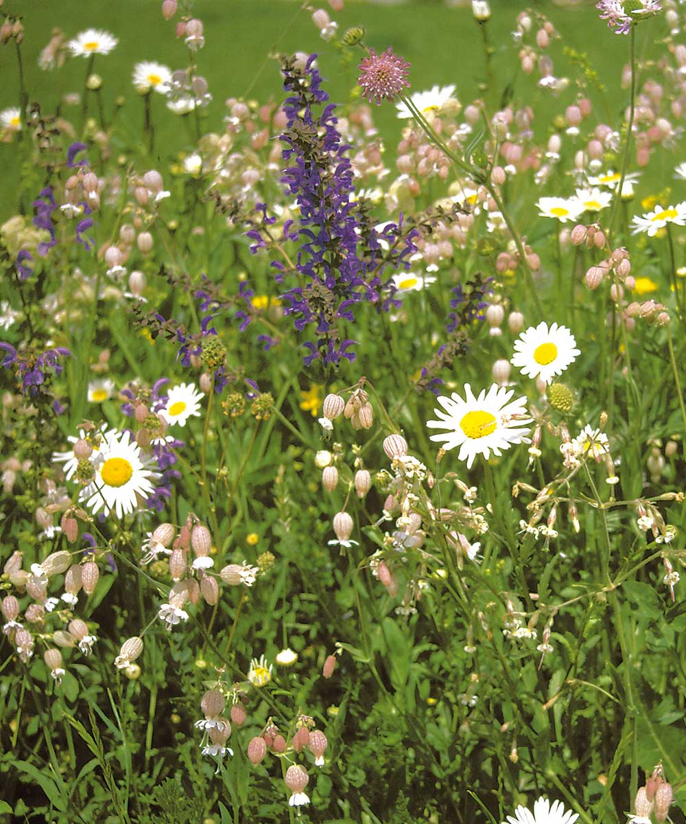 Naturnahe Wildblumenmischung in regionalen Varianten
