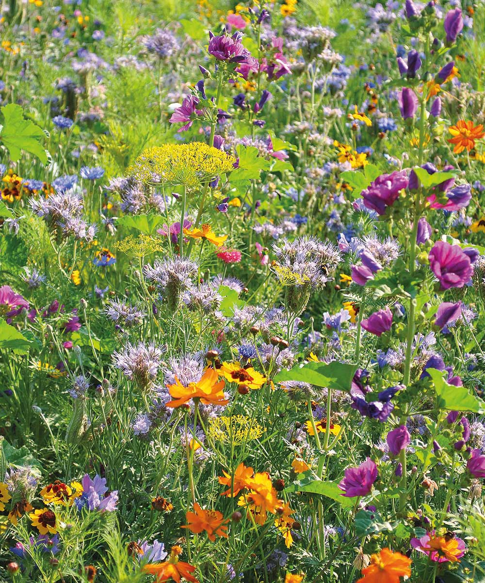 Bienen- und Schmetterlingswiese