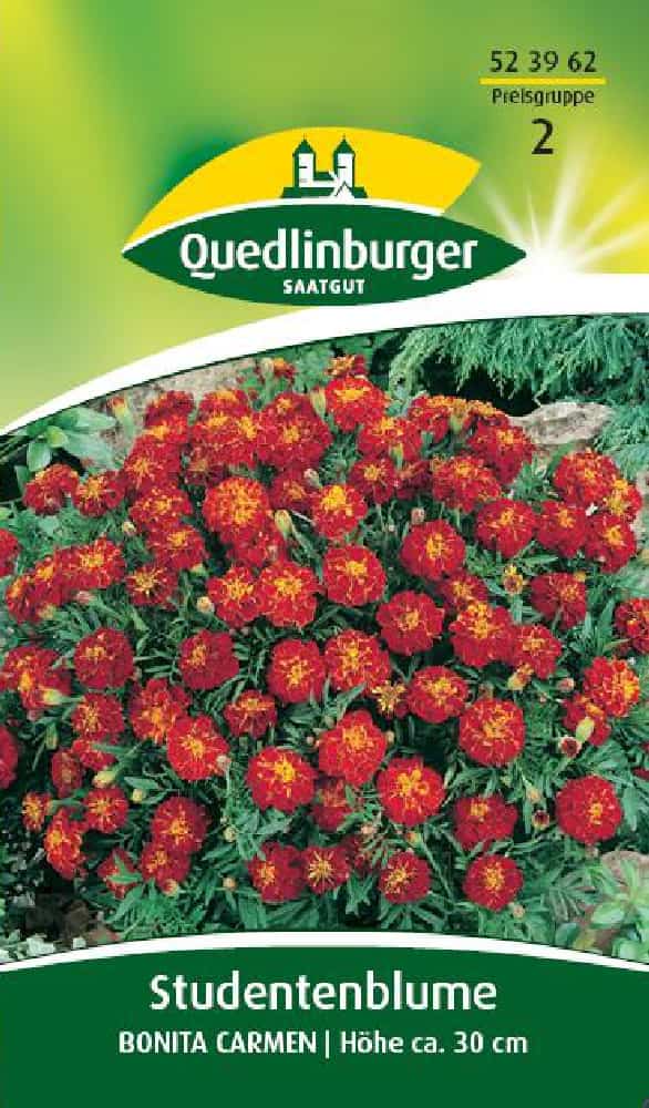 Studentenblume Ta Carmen, Einjährig, Für Beet & Balkon