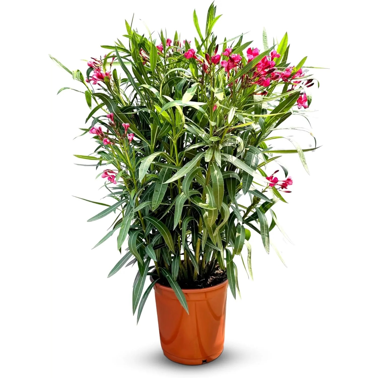 Sunny-Tree Oleander Farbe Rot 140/160 cm Nerium Oleander Pflanze für Draußen Immergrün im Winter Mediterrane Pflanze