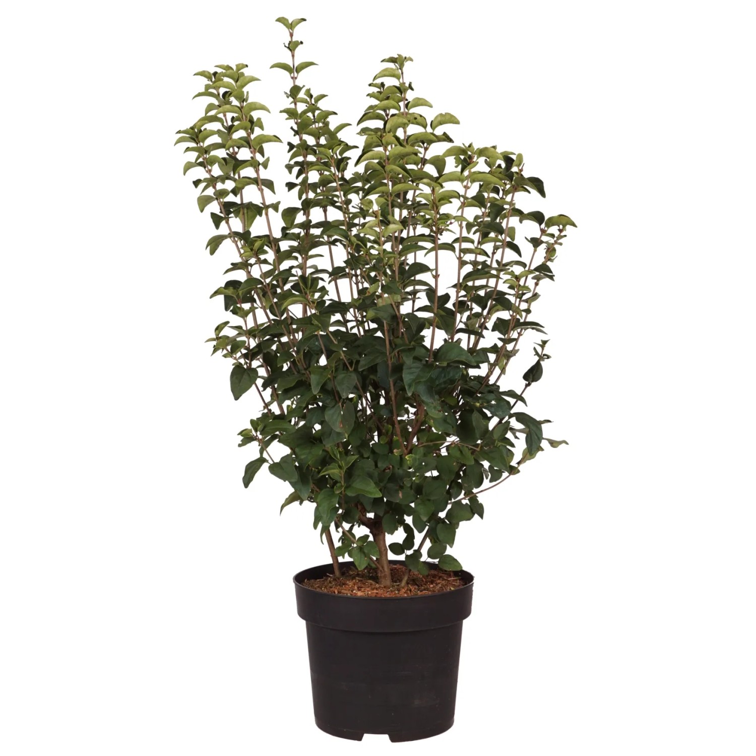Zwerg-Duftflieder Josée Höhe ca. 60-80 cm Topf ca. 10, Syringa