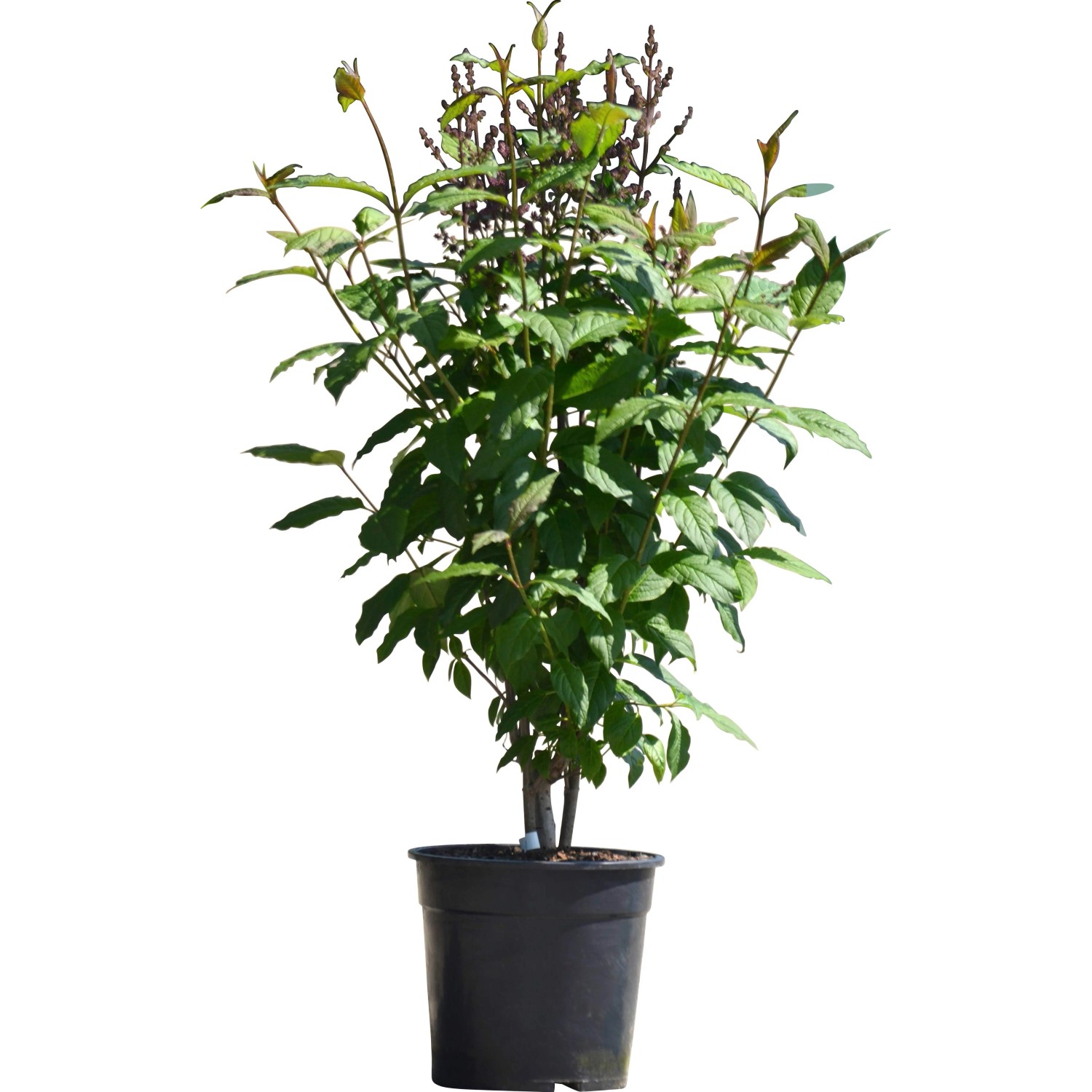 GROW by OBI Flieder Minuet H ca. 60-80cm Topf 10l Syringa villosa