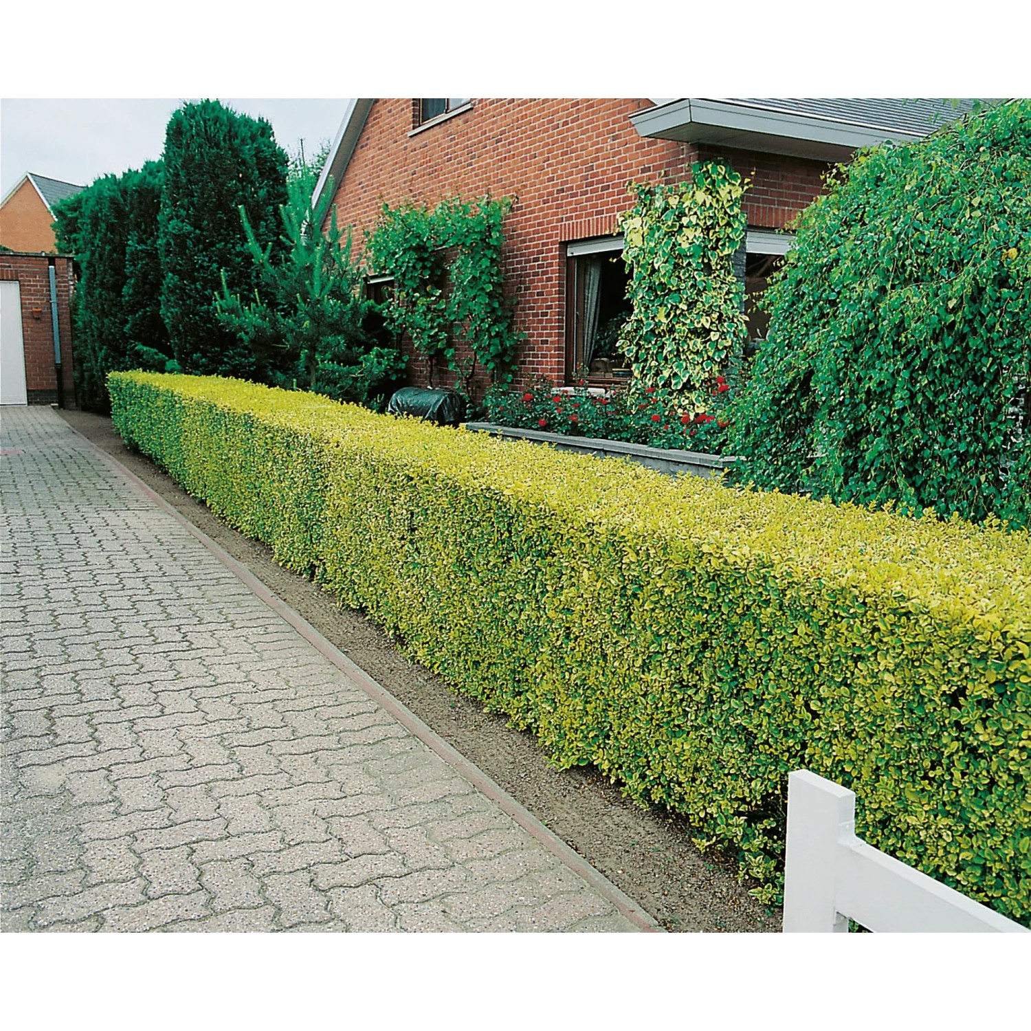 GROW by OBI Gold-Liguster Aureum H ca. 100-125cm Topf 15l Ligustrum ovalifol.