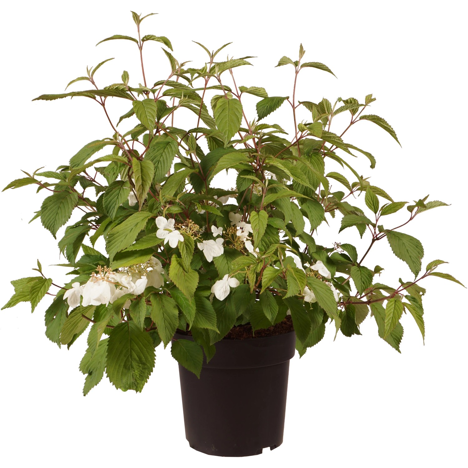 GROW by OBI Schneeball Mariesii H ca. 60cm Topf 6l Viburnum plicatum
