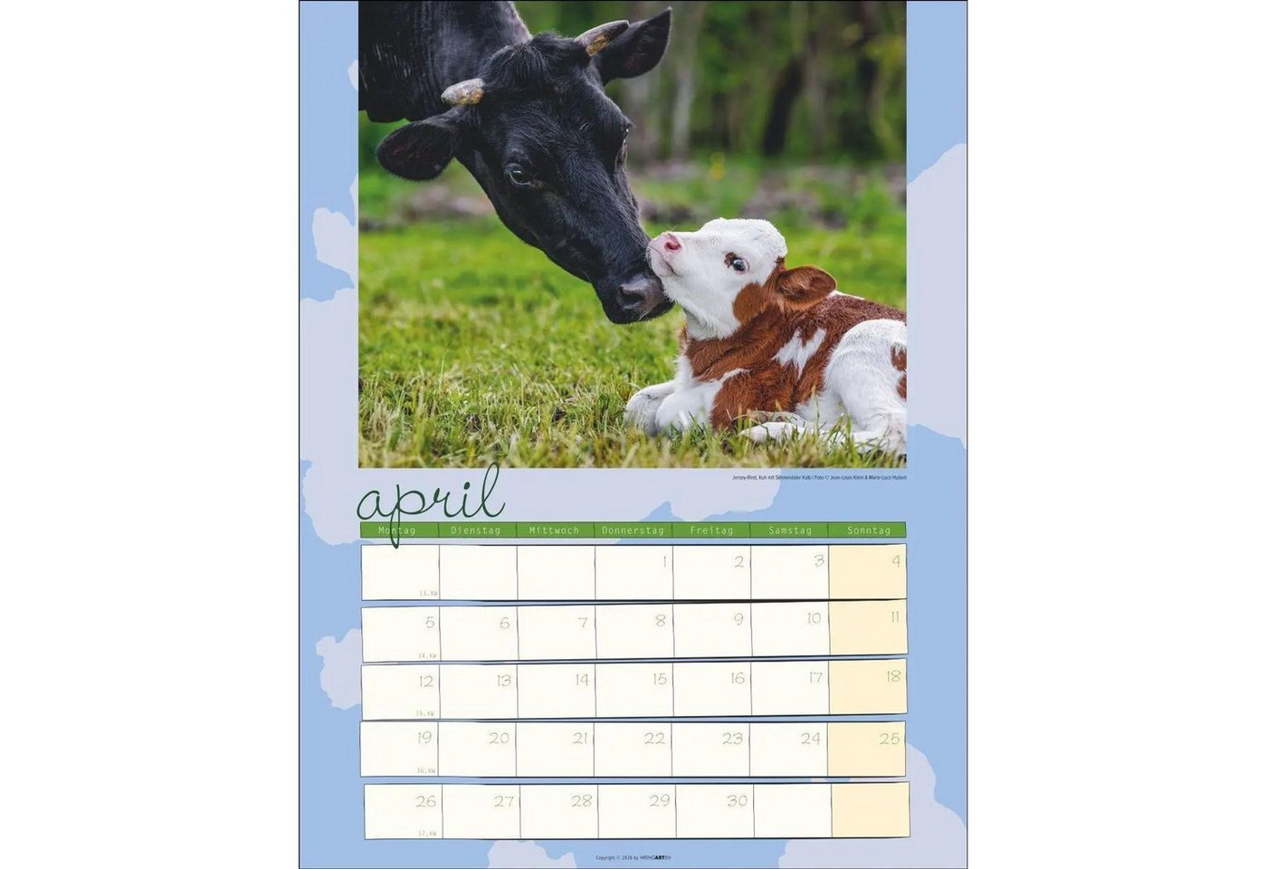 Wandkalender Kuh Kalender 2027 Bild 3