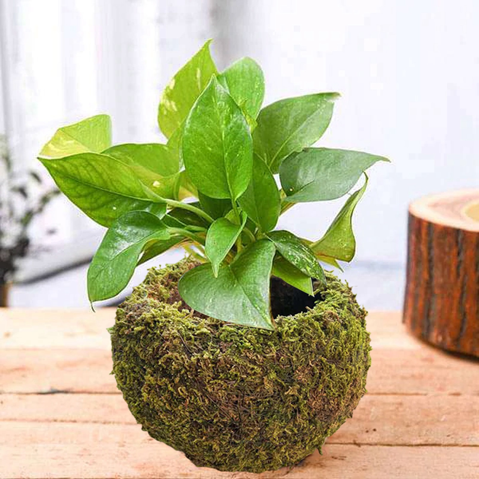 Japanische Kokedama Aus Naturmoos, Pflanztopf Für Den Garten, 1 Stück (außendurchmesser 15 Cm, Innendurchmesser 8 Cm), Material: Moos + Dünner Draht