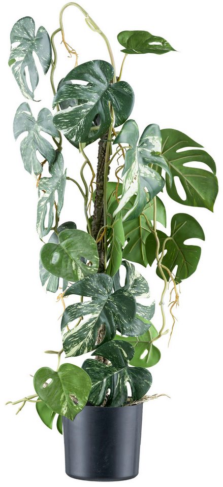 Kunstpflanze Philodendron varigata, Creativ green, Höhe 66 cm, mit verschlungenem Stamm
