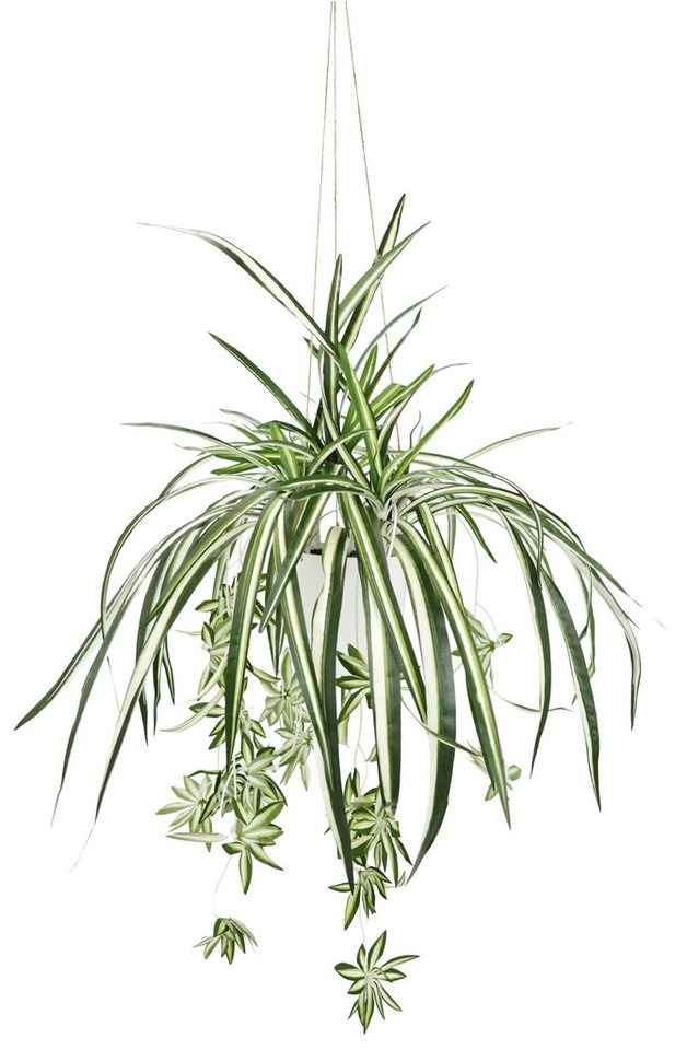 Kunstpflanze Wasserlilie hängend, I.GE.A., Höhe 65 cm, Mit Hängeampel Grünlilie Grünpflanze Chlorophytum Kunstblume Dekoblume Bild 2