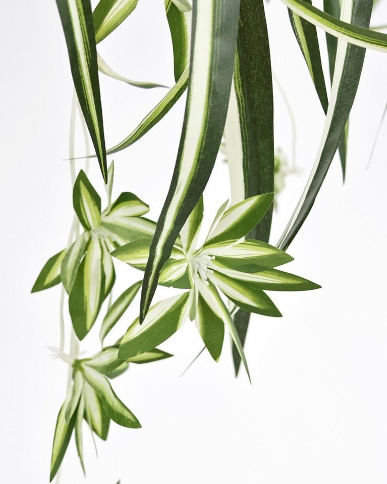 Kunstpflanze Wasserlilie hängend, I.GE.A., Höhe 65 cm, Mit Hängeampel Grünlilie Grünpflanze Chlorophytum Kunstblume Dekoblume Bild 3