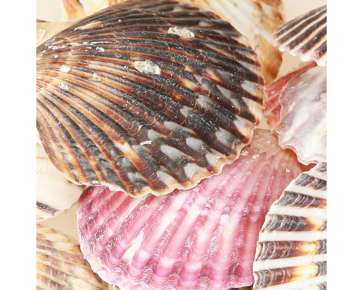 Posiwio Bastelnaturmaterial Herzmuscheln zum Basteln und Dekorieren für maritime
