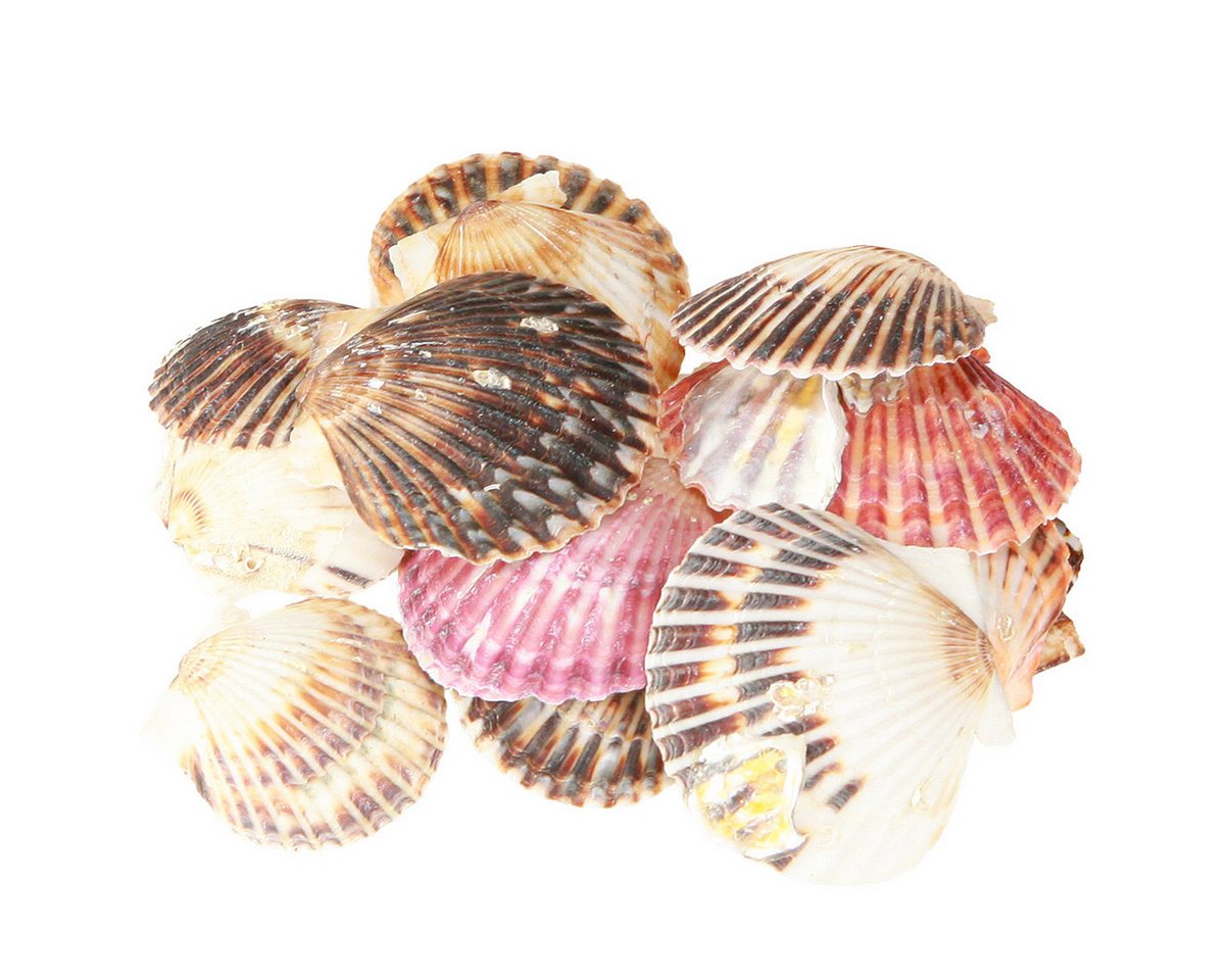 Posiwio Bastelnaturmaterial Herzmuscheln zum Basteln und Dekorieren für maritime Bild 2