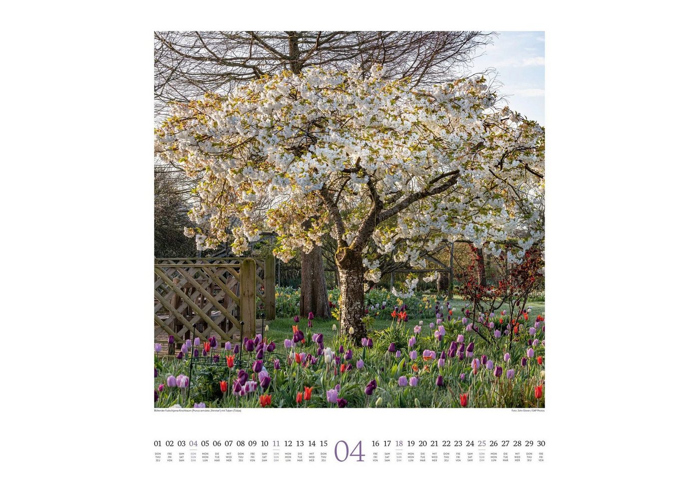 Ackermann Wandkalender Paradiesische Gärten Kalender 2027 Bild 2