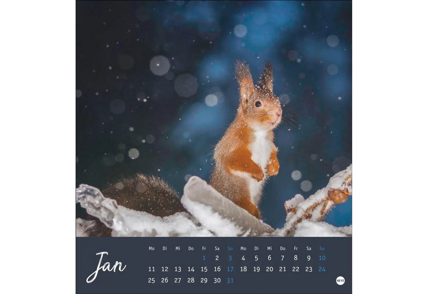 HEYE Wandkalender Eichhörnchen Postkartenkalender 2027