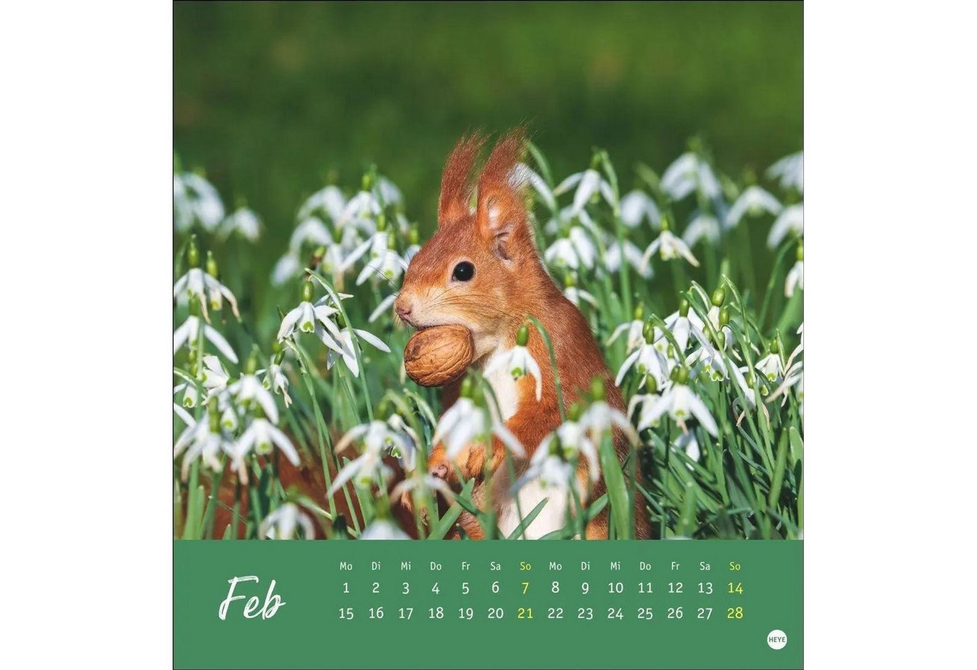 HEYE Wandkalender Eichhörnchen Postkartenkalender 2027 Bild 2