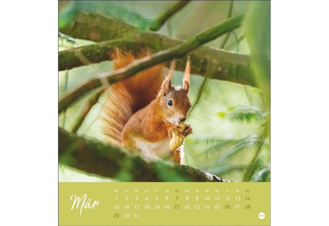HEYE Wandkalender Eichhörnchen Postkartenkalender 2027 Bild 3