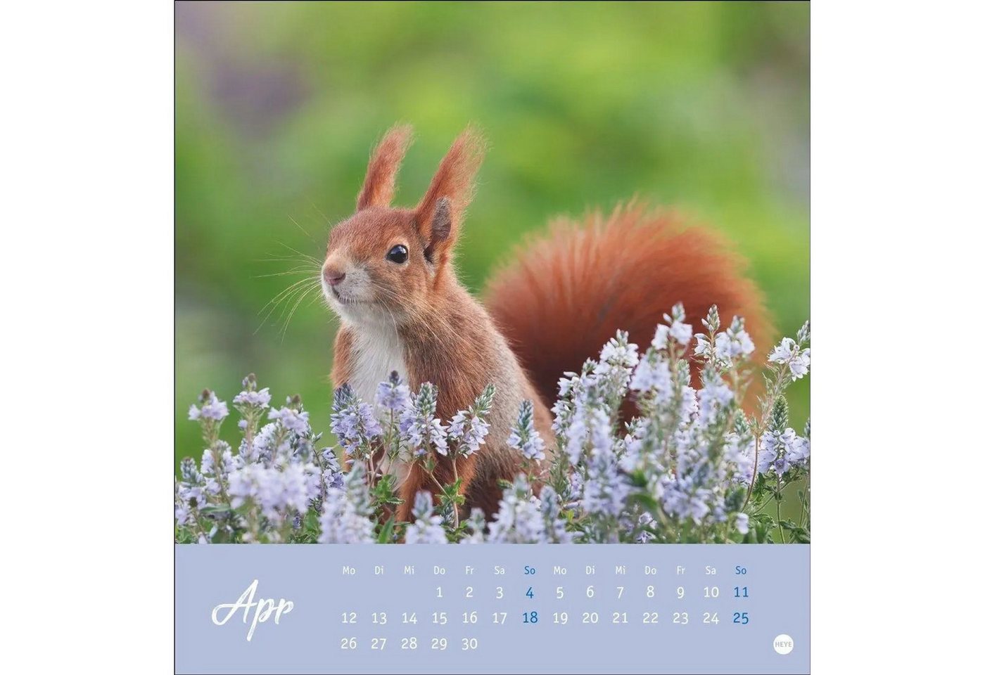 HEYE Wandkalender Eichhörnchen Postkartenkalender 2027 Bild 5