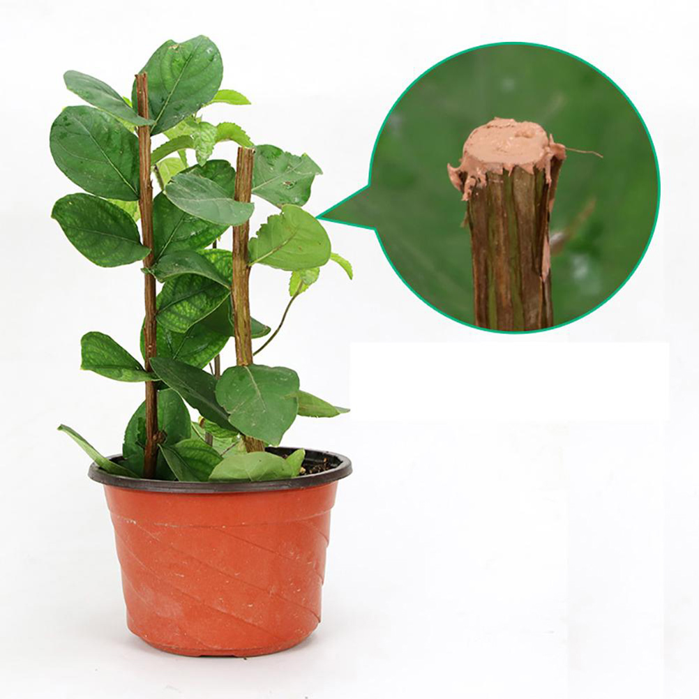 50 G Heilpaste Für Bäume, Bonsai-heilmittel, Pflanzliches Schnittversiegelungsmittel