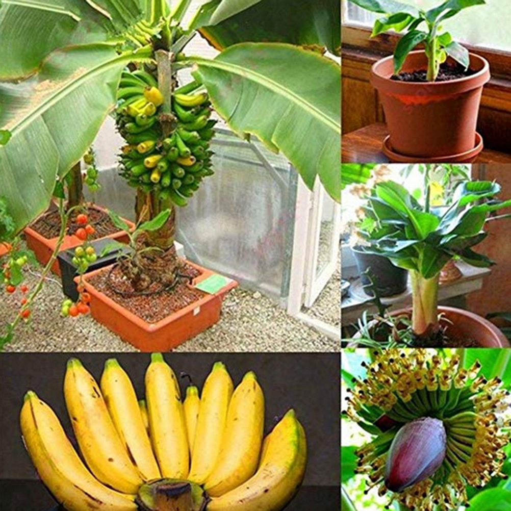 90 Mini-bananenbaumsamen, Obstsamen Für Bonsai, Hausgarten, Zimmerpflanzen
