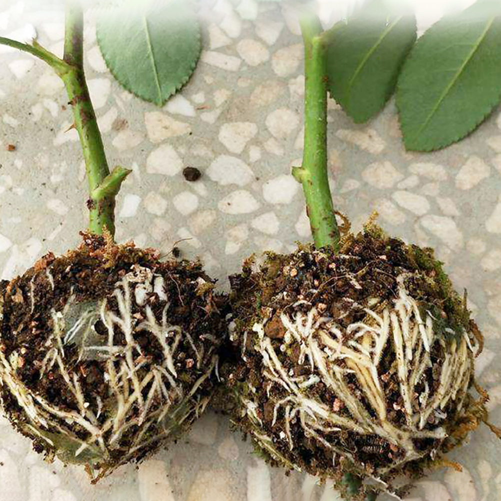 Set Aus 3 Bewurzelungskugeln, Veredelungsbox Und Vermehrung Von Gartenpflanzen