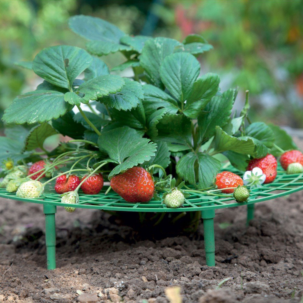 Praktische Rankhilfe Für Erdbeeren, Rankgitter Für Erdbeeren In Einem Vertikalen Gestell