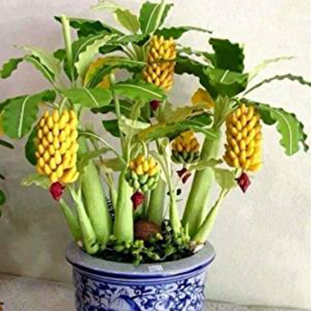 90 Bananenbaumsamen, Mini-bonsai-fruchtsamen, Hausgartenpflanzensamen