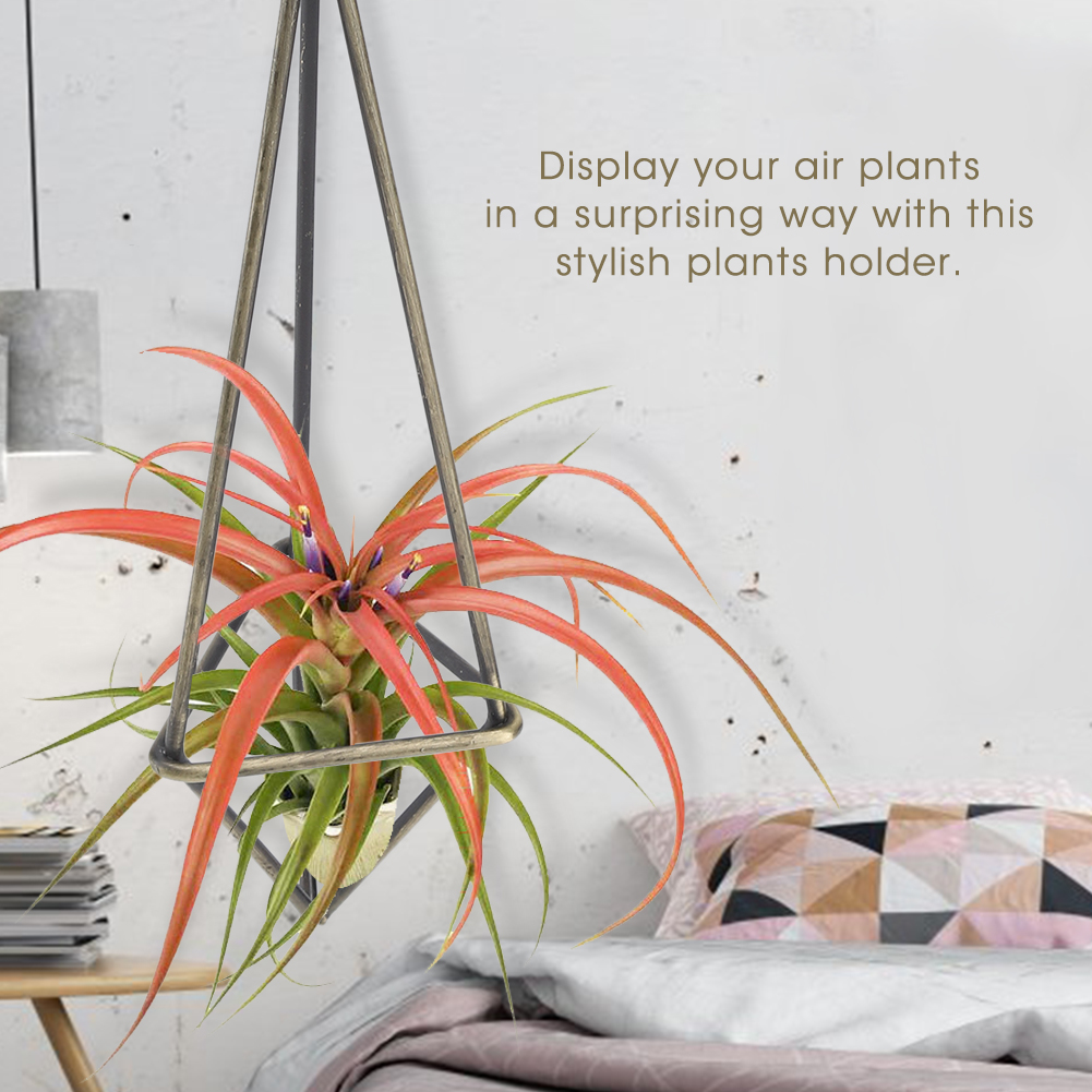 Geometrische Dreieckige Wandhalterung Für Hängepflanzen, Eleganter Präsentationsständer Für Bromelien Und Tillandsien, Wohnaccessoire, Blumenregal, Modernes Design, 1 Stück.