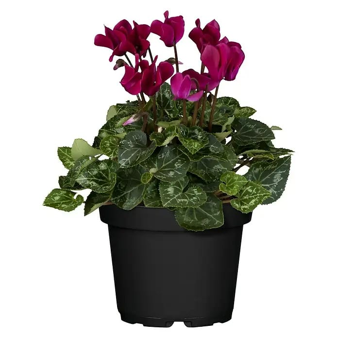 Piardino Zimmer-Alpenveilchen Midi (Cyclamen persicum, Topfgröße: 10 cm, Blütenfarbe: Sortenabhängig)