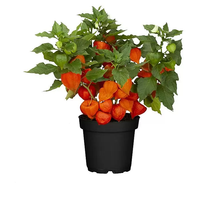 Piardino Lampionblume (Physalis alkekengi, Topfgröße: 13 cm, Orange)