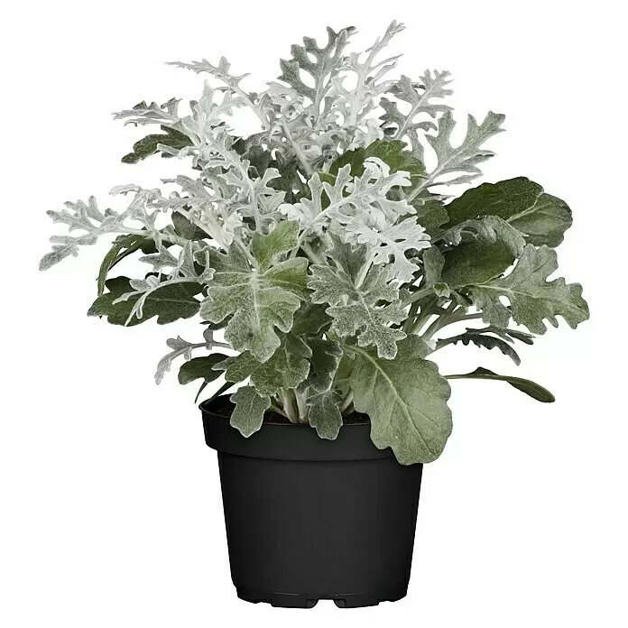 Piardino Silberblatt (Senecio bicolor)