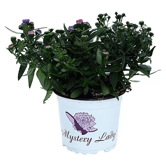 Piardino Glattblatt-Aster (Aster novi belgii, Tricolor)