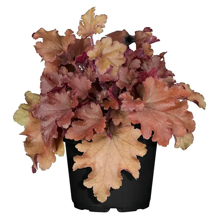 Piardino Purpurglöckchen (Heuchera Hybride, Topfgröße: 13 cm, Sortenabhängig)