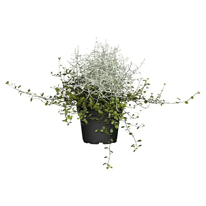 Piardino Garten-Arrangement Silberkörbchen und Drahtwein (Topfgröße: 13 cm)