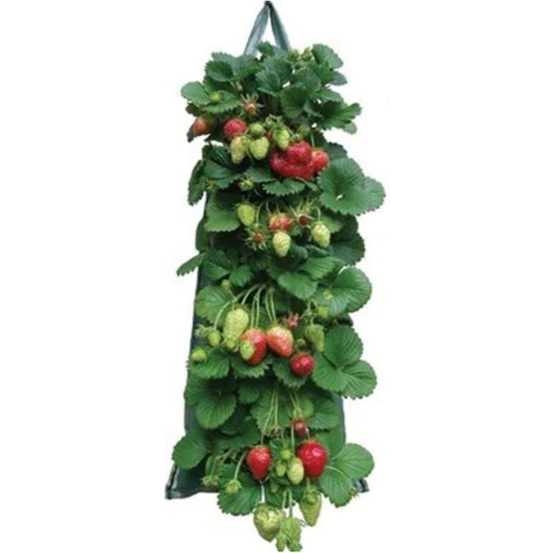 Aromatische Erdbeerpflanzsäcke