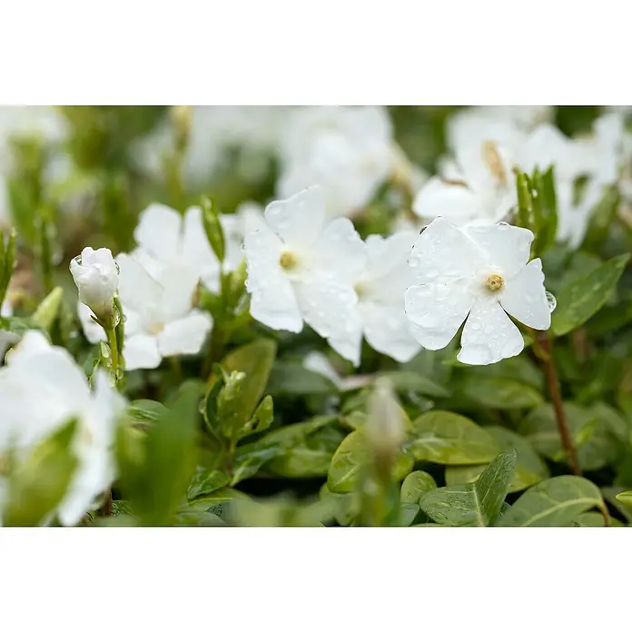 Kleinblättriges Immergrün (Vinca minor 'Alba', Topfgröße: 9 cm, Weiß, 12 Stk.)