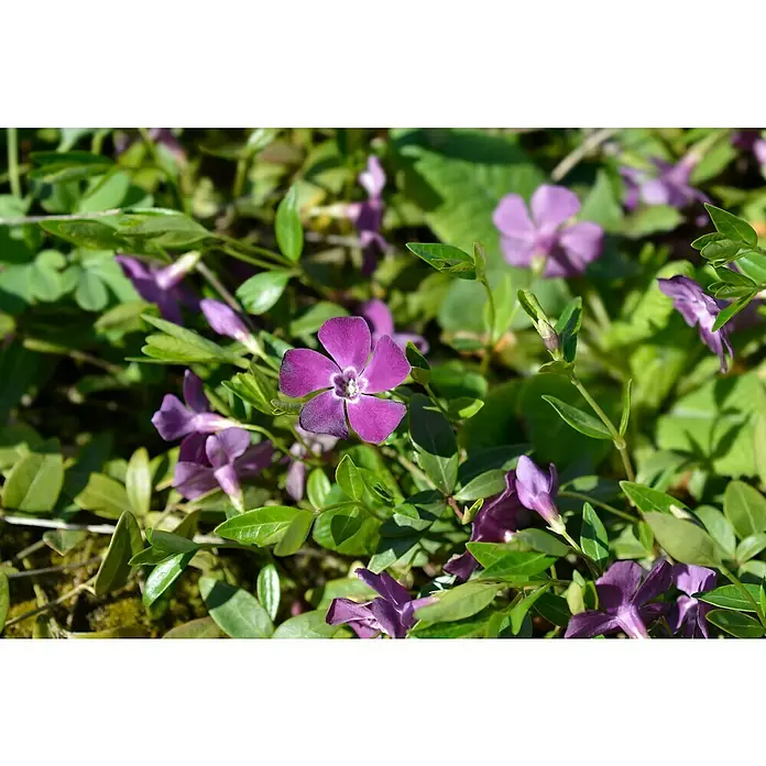 Kleinblättriges Immergrün (Vinca minor 'Atropurpurea', Topfgröße: 9 cm, Violett, 12 Stk.)