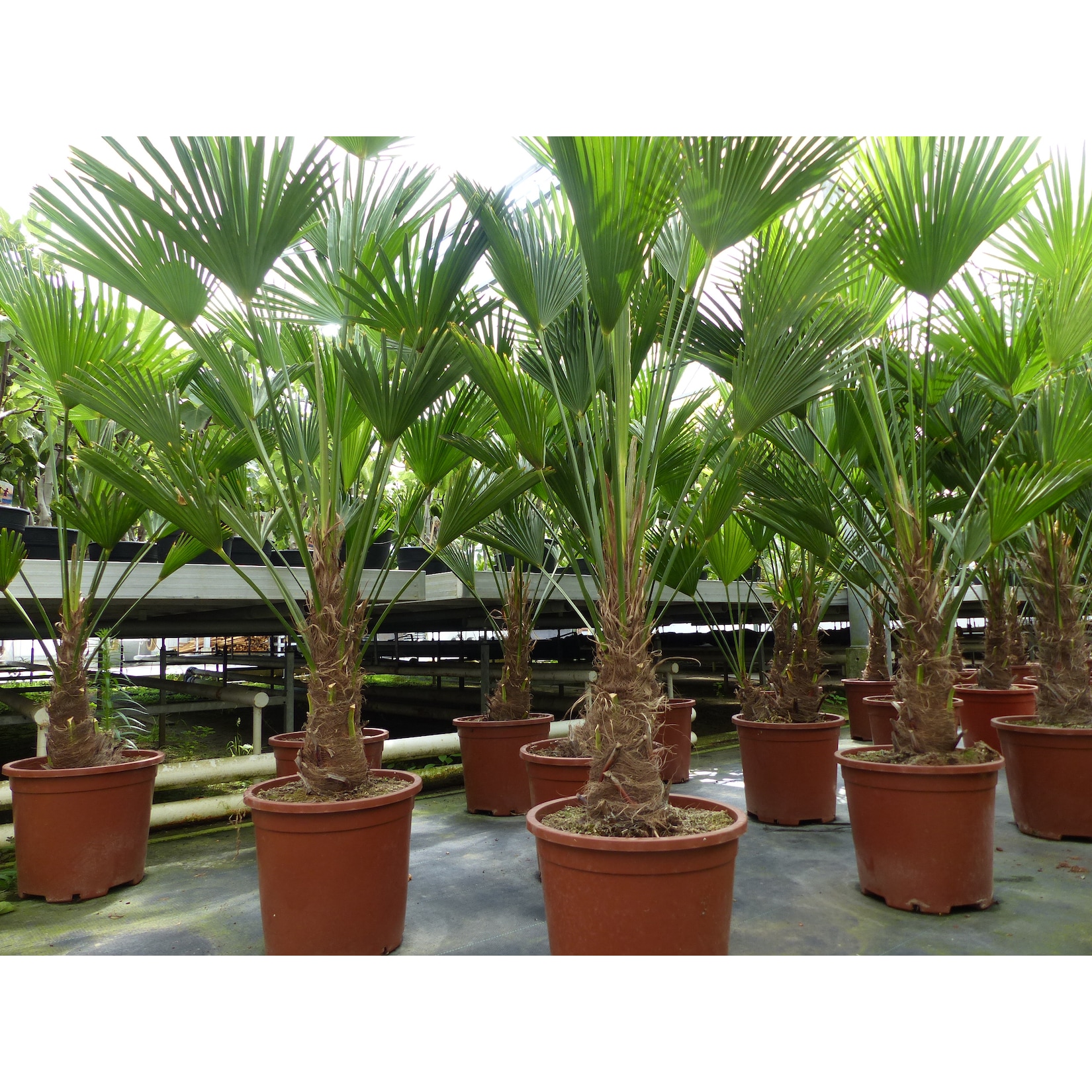 Palme winterhart 150 - 180 cm Trachycarpus Wagnerianus Wagner Hanfpalme, Top-Qualität