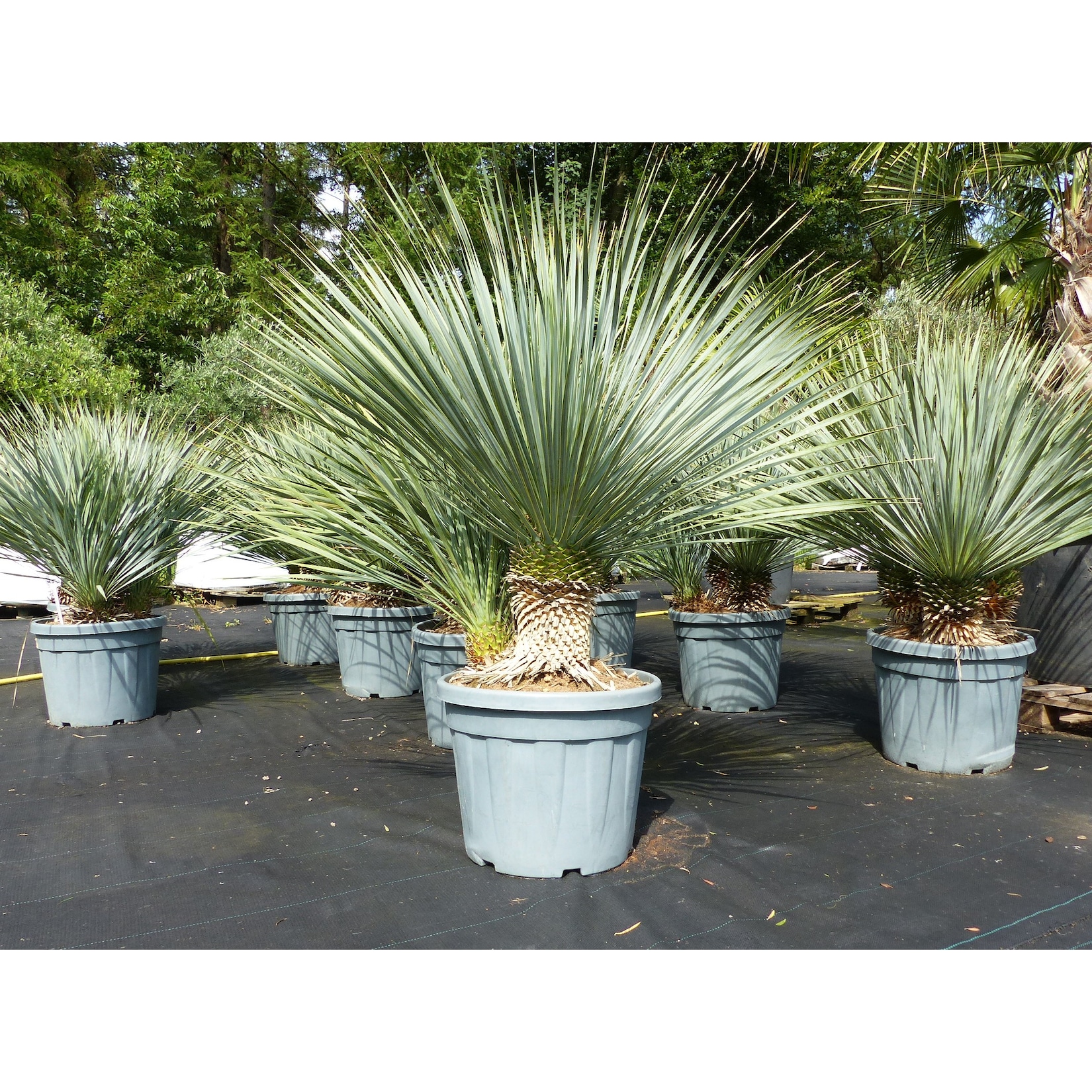 Yucca Rostrata, 2-3 Stämmig, 120 - 140 cm, Stamm 10 - 30 cm winterhart