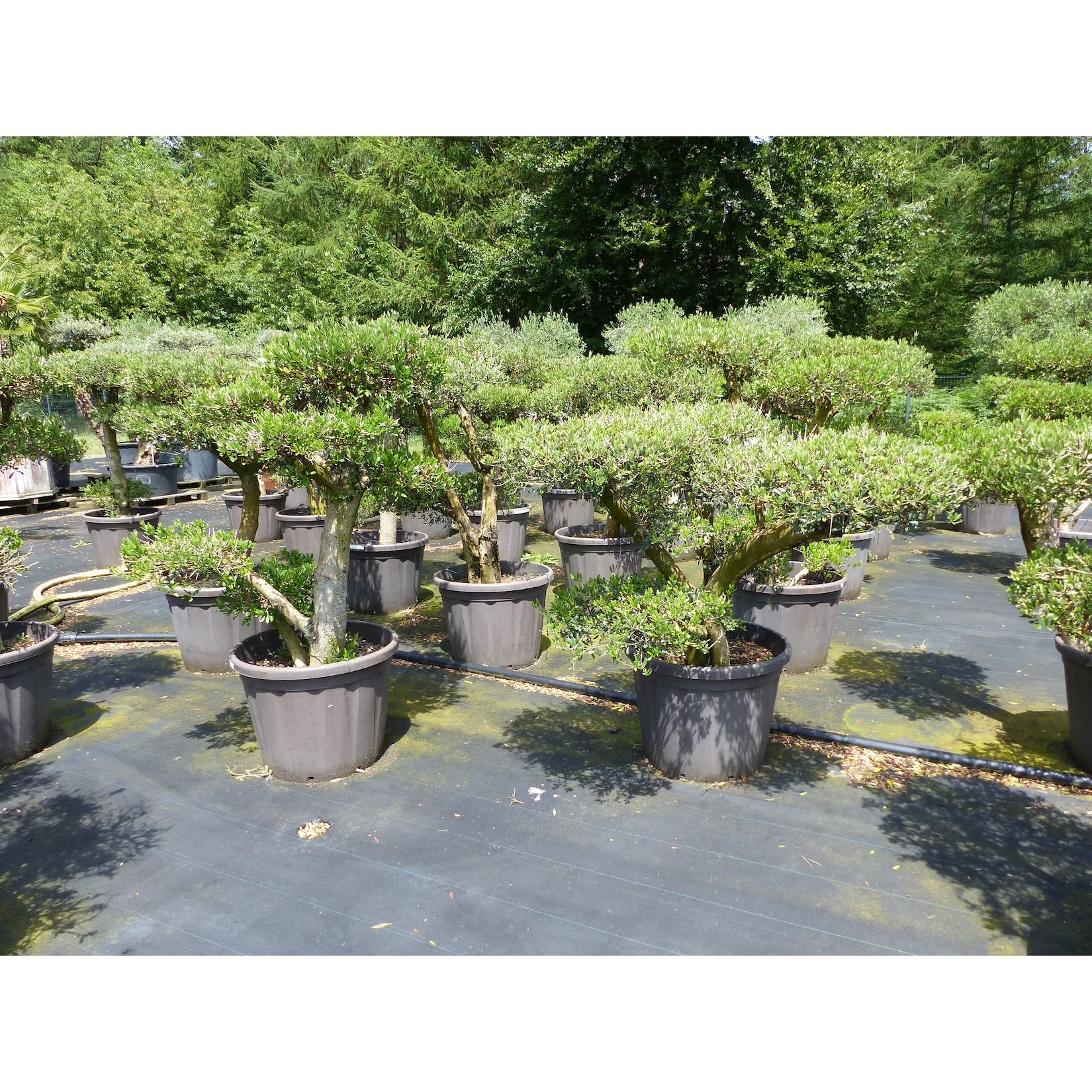 Olivenbaum Olea Europaea als Pon Pon Angebot 130 - 180 cm Bonsai Formgehölz Gartenbonsai Formschnitt winterhart